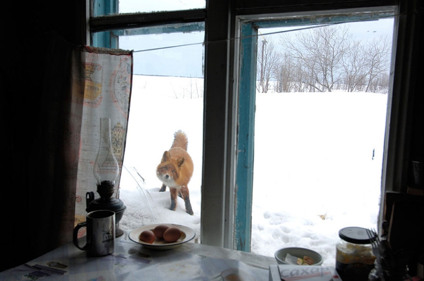 Inhuman curiosity: what do animals see in the windows