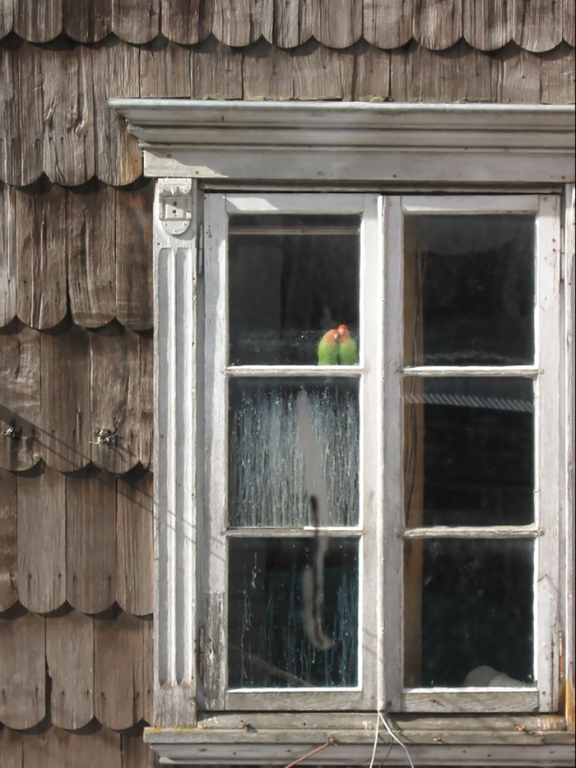 Inhuman curiosity: what do animals see in the windows