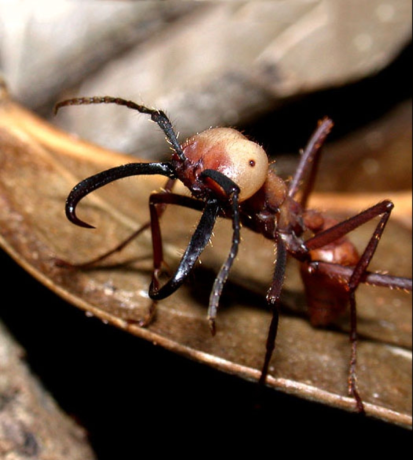 Insectos como médicos