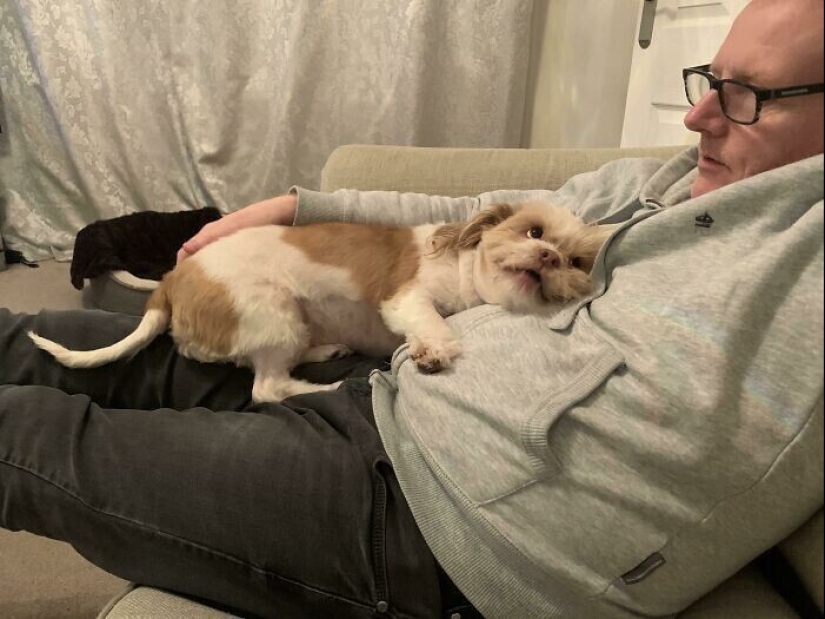 Instead of sight words: 20+ Pets who deeply love their owners