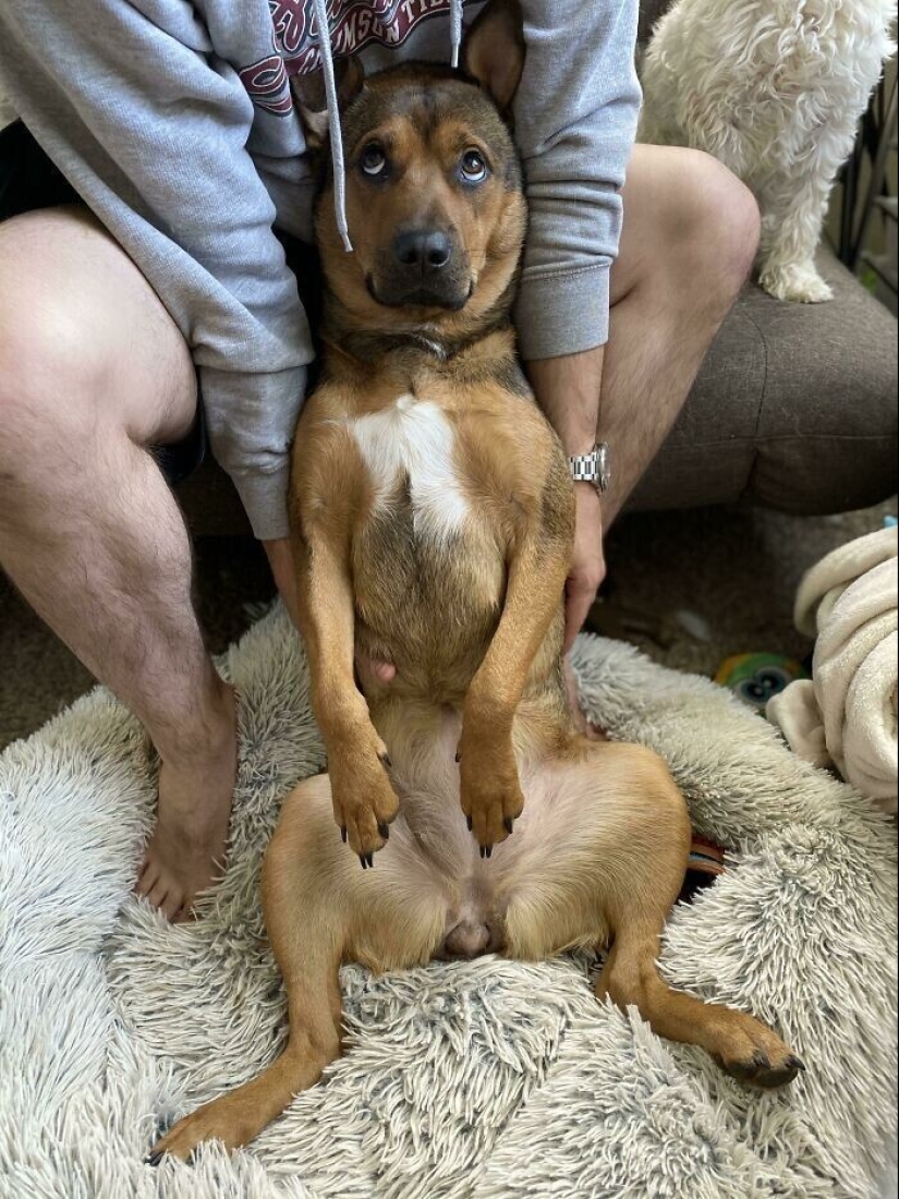Instead of sight words: 20+ Pets who deeply love their owners