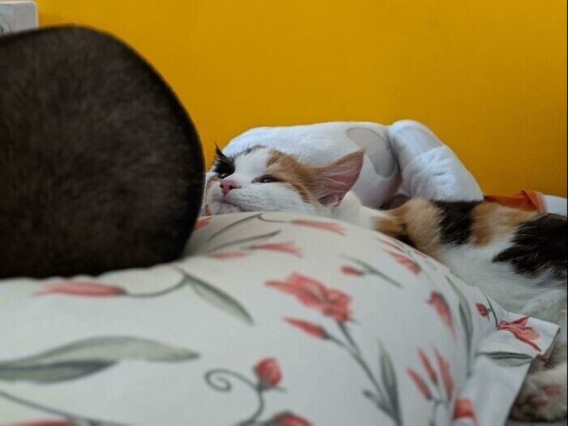 Instead of sight words: 20+ Pets who deeply love their owners