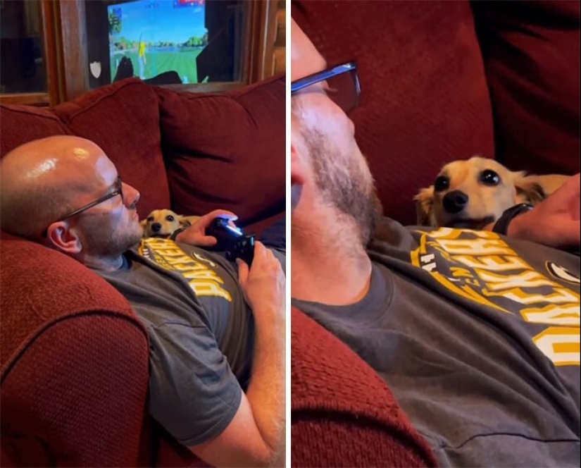 Instead of sight words: 20+ Pets who deeply love their owners