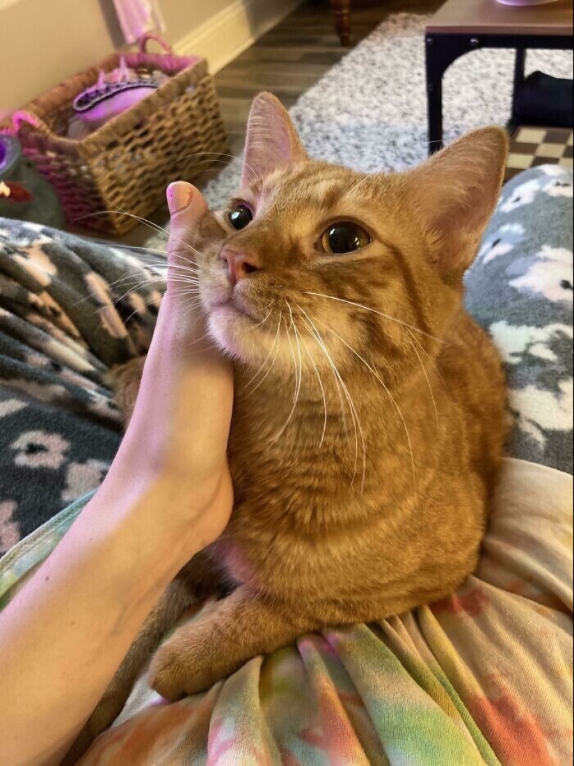 Instead of sight words: 20+ Pets who deeply love their owners