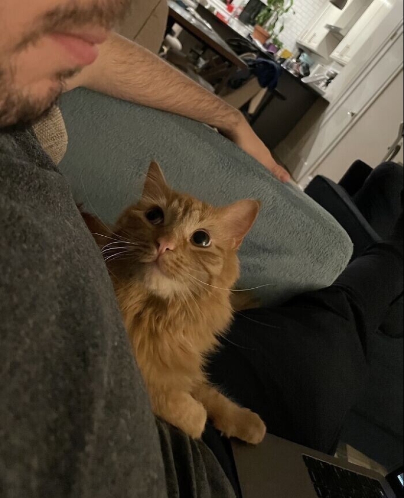Instead of sight words: 20+ Pets who deeply love their owners