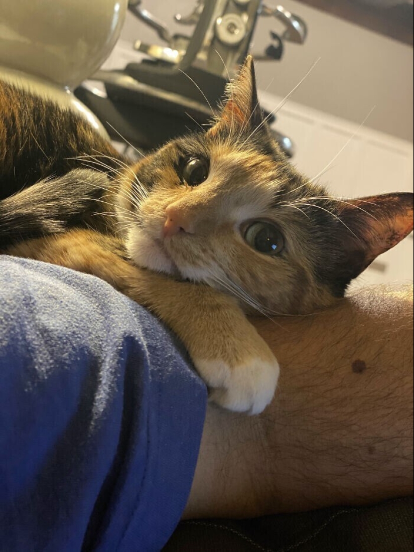 Instead of sight words: 20+ Pets who deeply love their owners