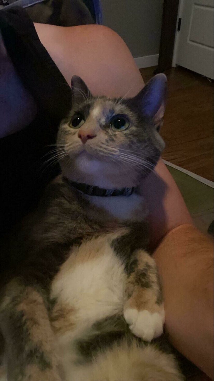 Instead of sight words: 20+ Pets who deeply love their owners
