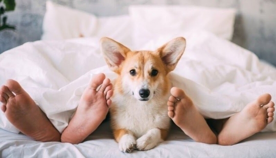 Is it possible to sleep in the same bed with a dog or cat?