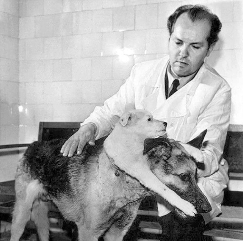 Is it possible to transplant a human head