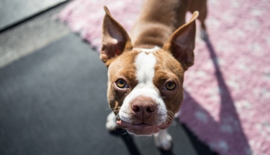 Is it true that dogs do not distinguish colors