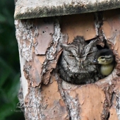 Is this a maternal instinct? The owl took custody of the duckling Is this a maternal instinct? The owl took custody of the duckling