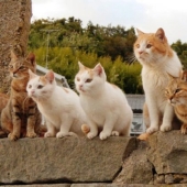Isla de Tashiro-jima: cómo un pequeño pedazo de tierra se convirtió en un paraíso para los gatos Isla de Tashiro-jima: cómo un pequeño pedazo de tierra se convirtió en un paraíso para los gatos