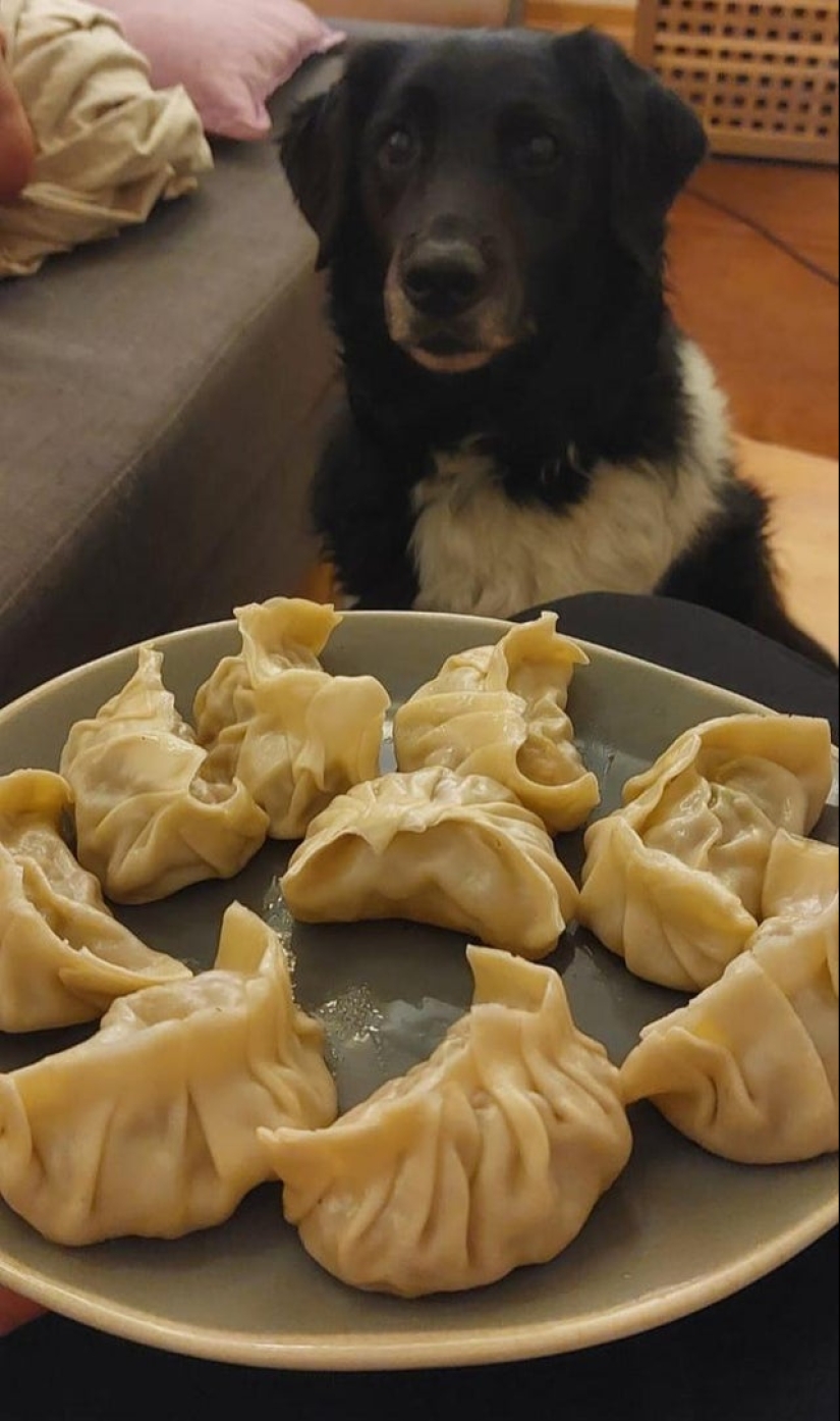 It is impossible to refuse: 22 photos about how animals are able to beg for food