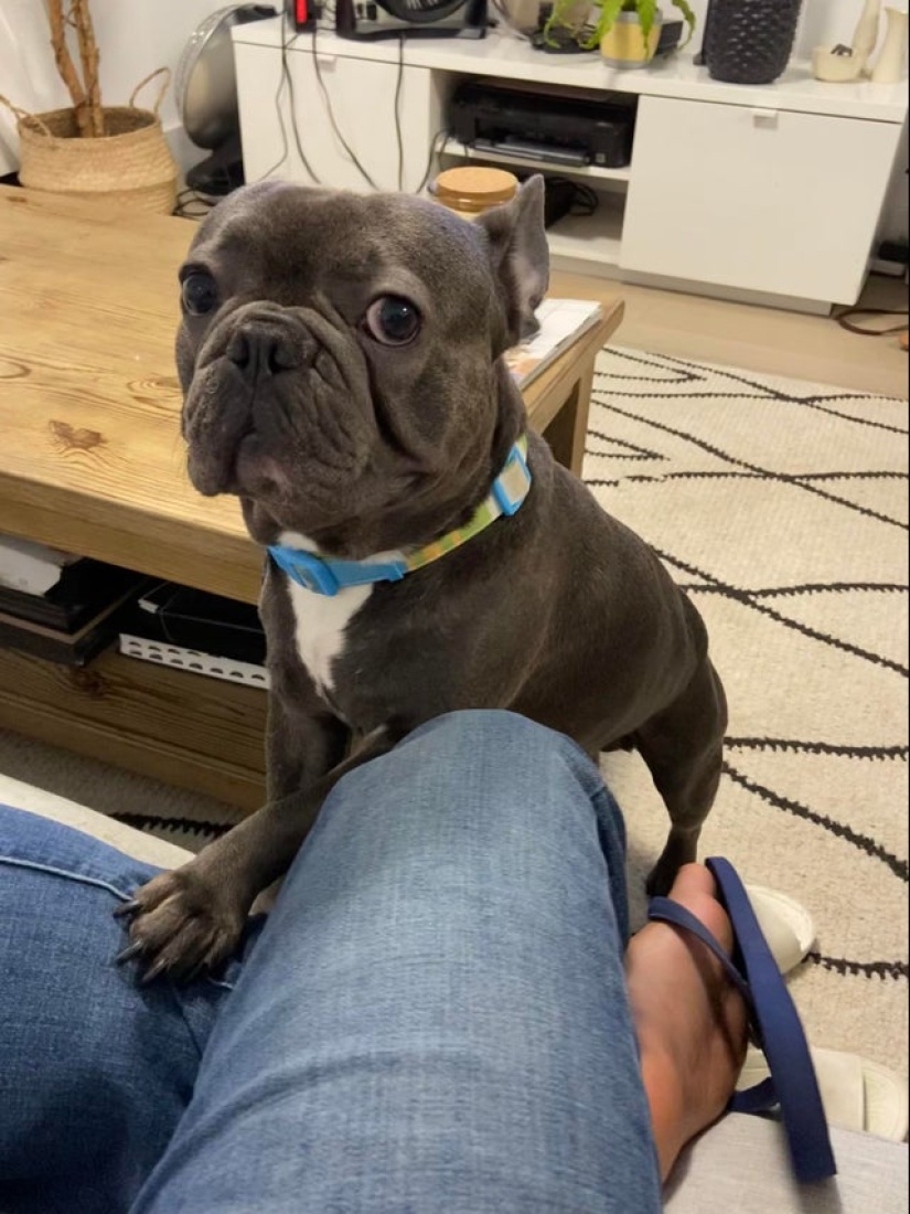 It is impossible to refuse: 22 photos about how animals are able to beg for food