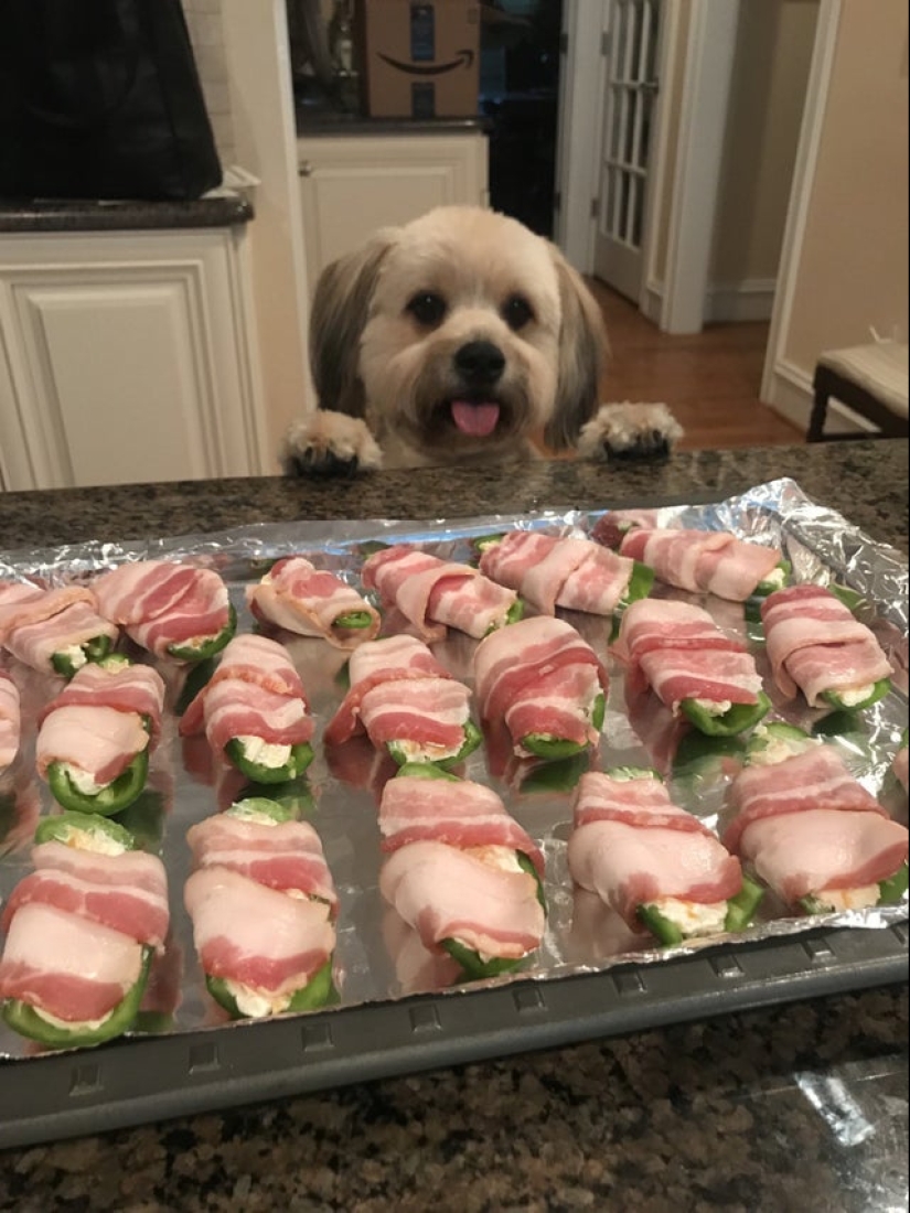 It is impossible to refuse: 22 photos about how animals are able to beg for food