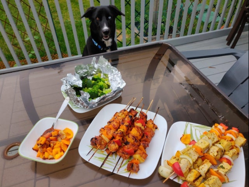 It is impossible to refuse: 22 photos about how animals are able to beg for food