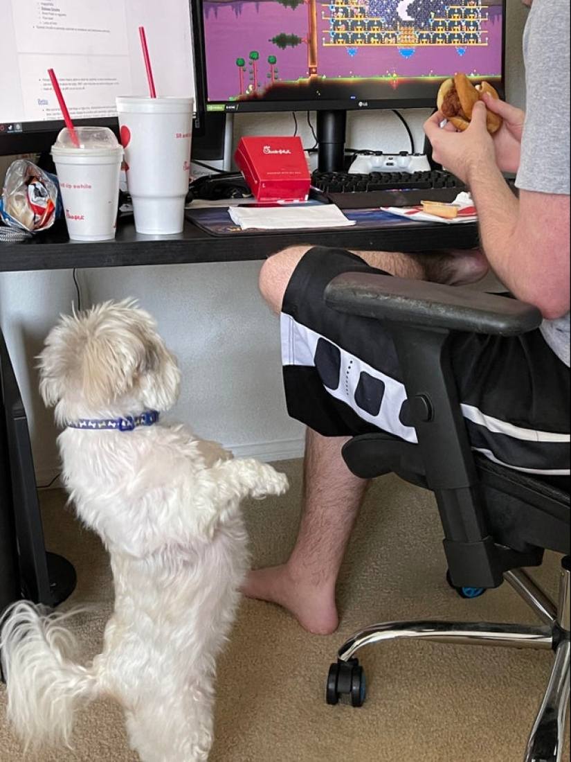 It is impossible to refuse: 22 photos about how animals are able to beg for food
