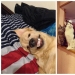 It seems that these animals are crazy It seems that these animals are crazy