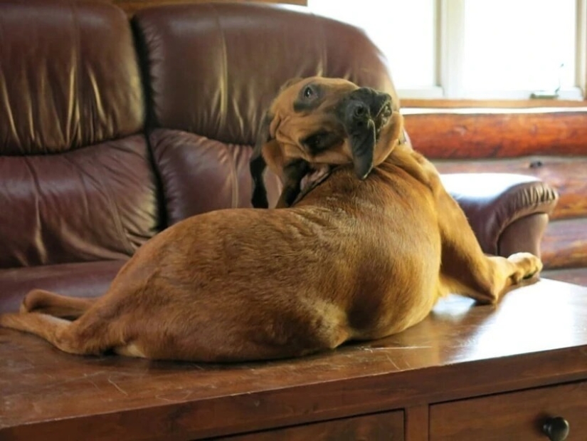 It turned out, it seemed: 22 photos that are misleading It turned out, it seemed: 22 photos that are misleading