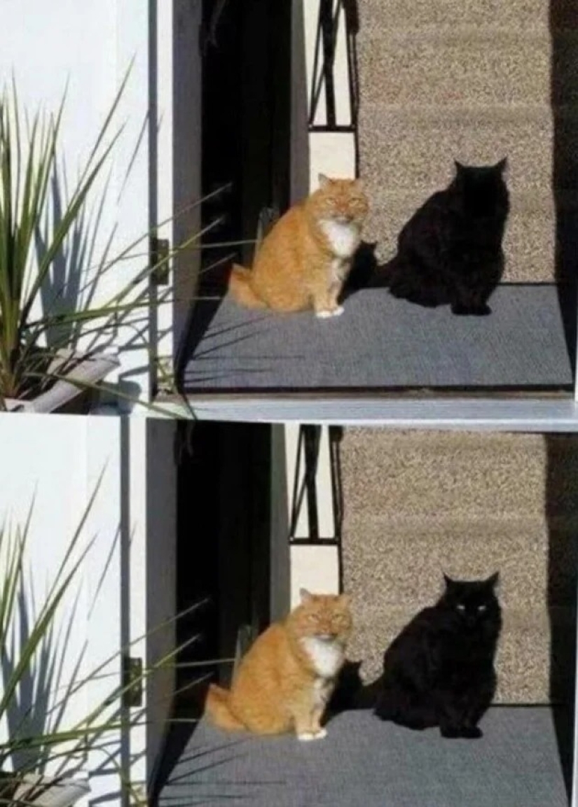 It turned out, it seemed: 22 photos that are misleading It turned out, it seemed: 22 photos that are misleading