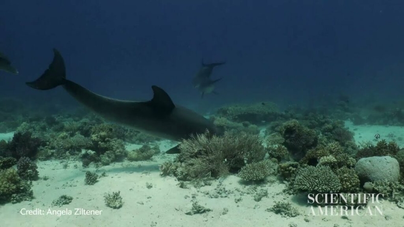 It turned out that dolphins are self-medicating with the help of corals It turned out that dolphins are self-medicating with the help of corals