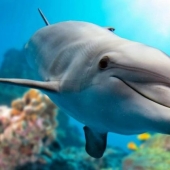It turned out that dolphins are self-medicating with the help of corals It turned out that dolphins are self-medicating with the help of corals