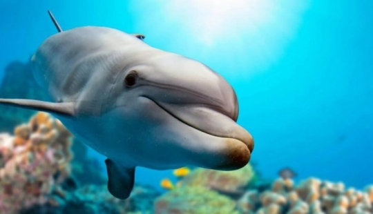 It turned out that dolphins are self-medicating with the help of corals It turned out that dolphins are self-medicating with the help of corals