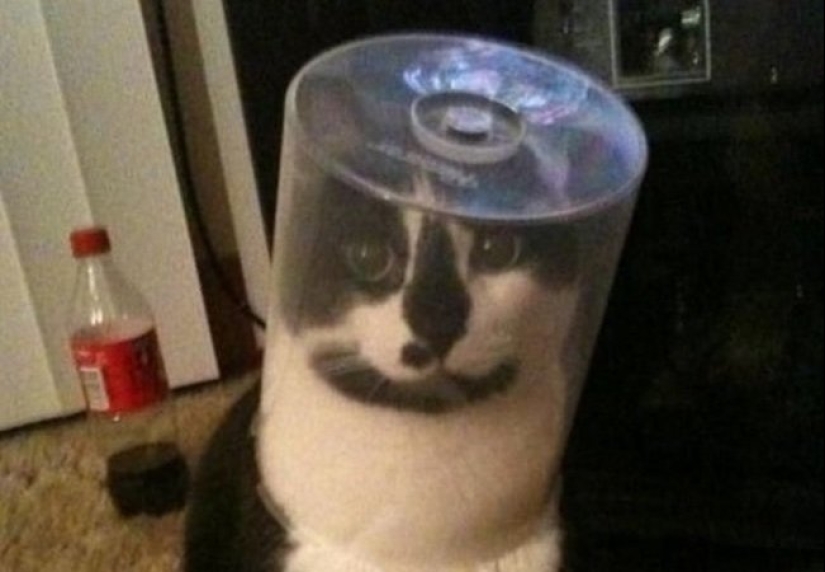 "It's even a shame to remember such a thing!»: shameful moments of naughty cats "It's even a shame to remember such a thing!»: shameful moments of naughty cats