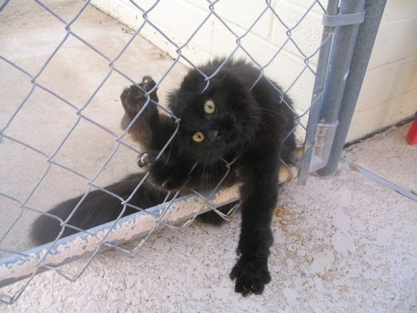 "It's even a shame to remember such a thing!»: shameful moments of naughty cats "It's even a shame to remember such a thing!»: shameful moments of naughty cats