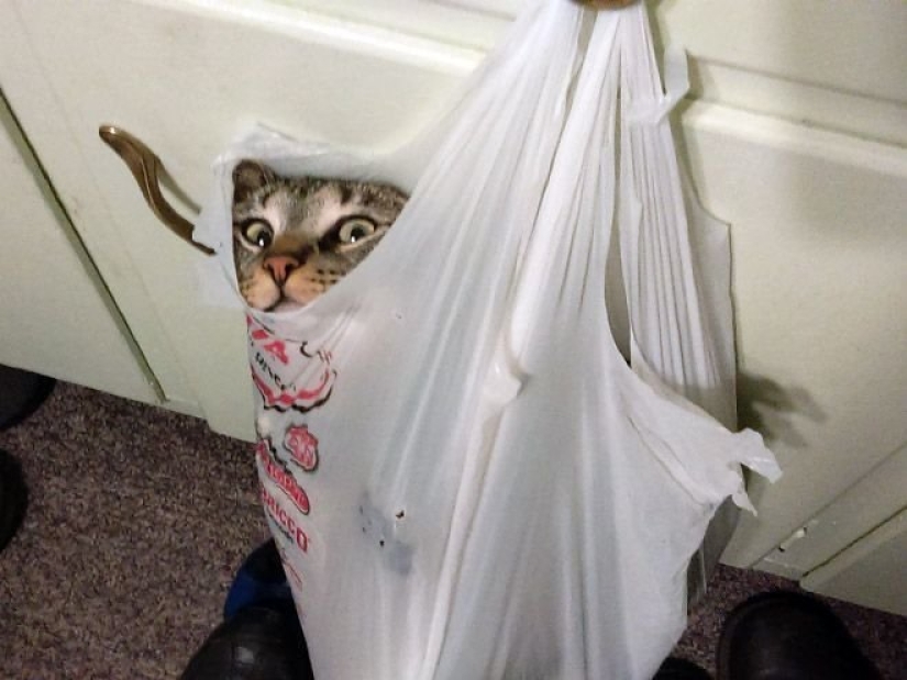 "It's even a shame to remember such a thing!»: shameful moments of naughty cats "It's even a shame to remember such a thing!»: shameful moments of naughty cats