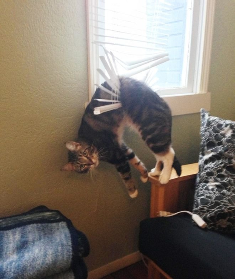 "It's even a shame to remember such a thing!»: shameful moments of naughty cats "It's even a shame to remember such a thing!»: shameful moments of naughty cats