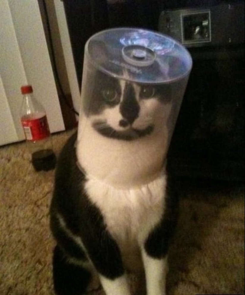"It's even a shame to remember such a thing!»: shameful moments of naughty cats "It's even a shame to remember such a thing!»: shameful moments of naughty cats