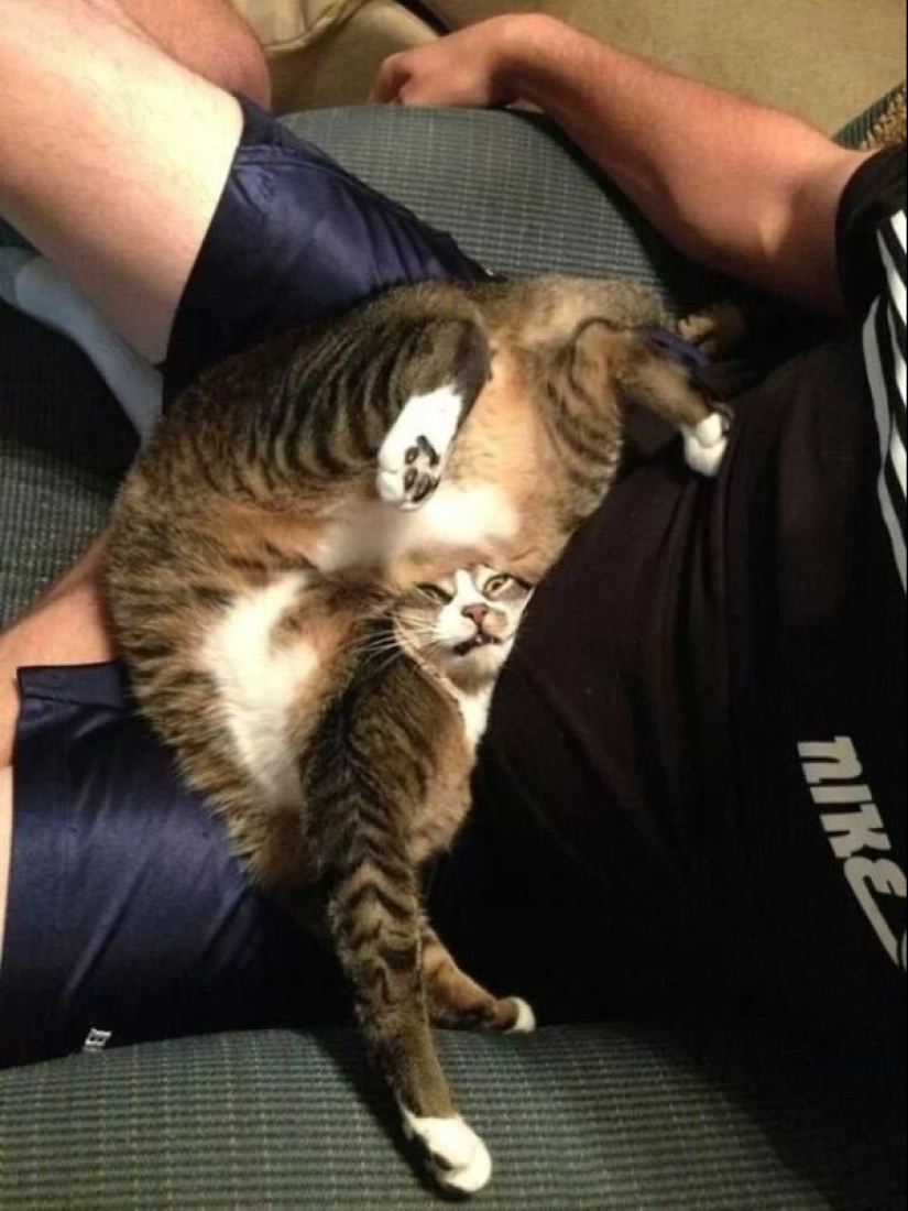 "It's even a shame to remember such a thing!»: shameful moments of naughty cats "It's even a shame to remember such a thing!»: shameful moments of naughty cats