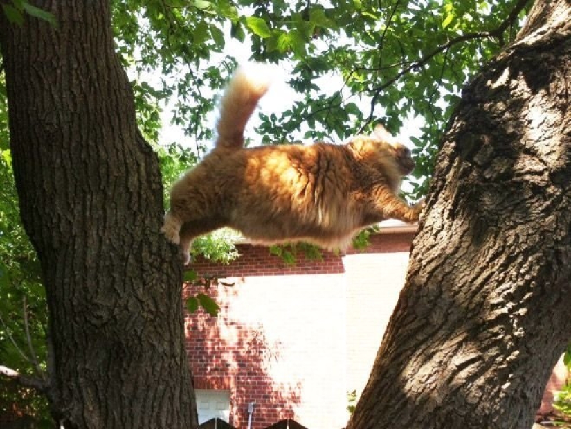 "It's even a shame to remember such a thing!»: shameful moments of naughty cats "It's even a shame to remember such a thing!»: shameful moments of naughty cats
