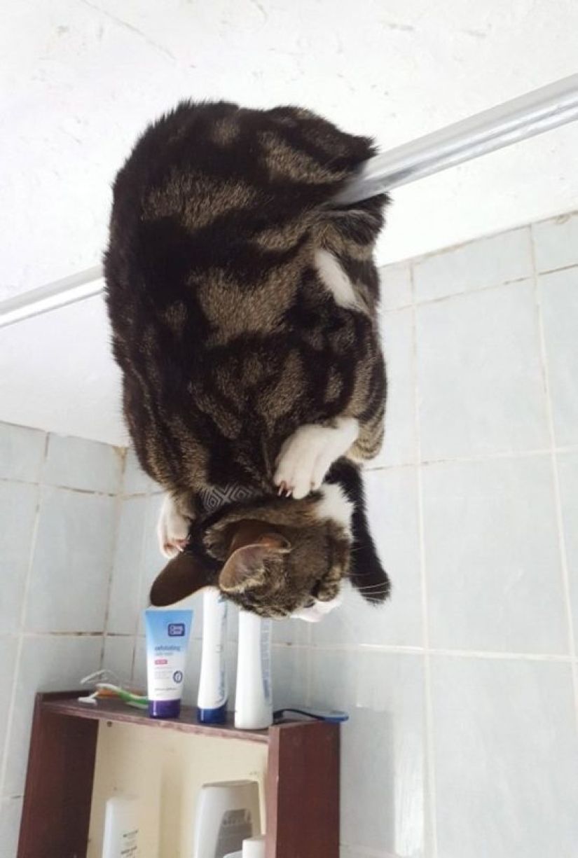 "It's even a shame to remember such a thing!»: shameful moments of naughty cats "It's even a shame to remember such a thing!»: shameful moments of naughty cats