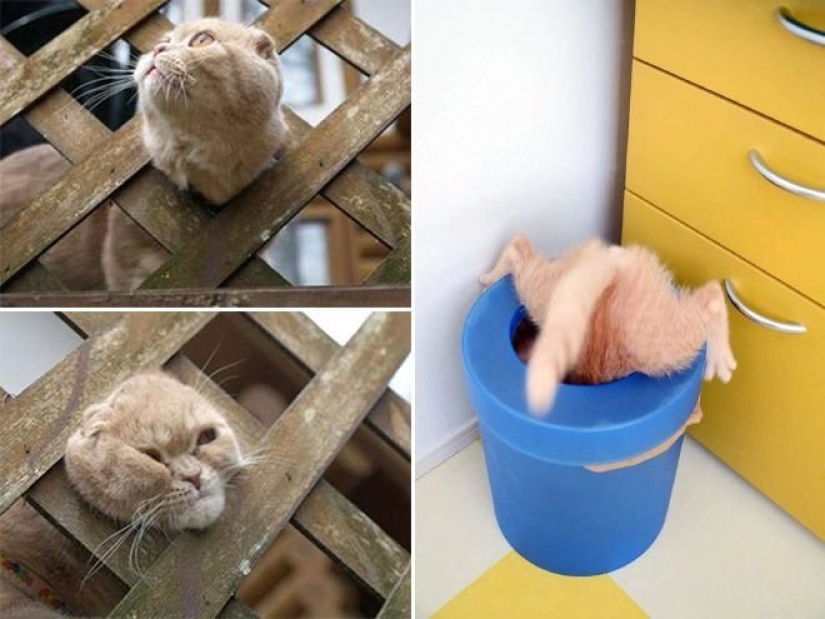 "It's even a shame to remember such a thing!»: shameful moments of naughty cats "It's even a shame to remember such a thing!»: shameful moments of naughty cats