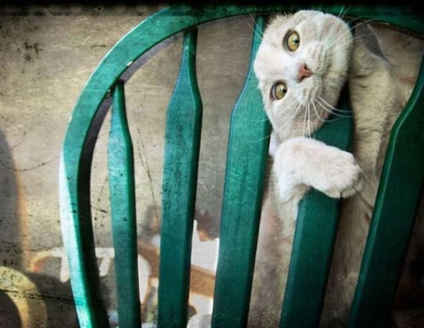 "It's even a shame to remember such a thing!»: shameful moments of naughty cats "It's even a shame to remember such a thing!»: shameful moments of naughty cats