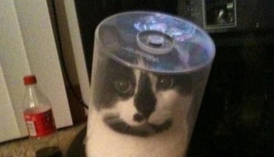 "It's even a shame to remember such a thing!»: shameful moments of naughty cats "It's even a shame to remember such a thing!»: shameful moments of naughty cats