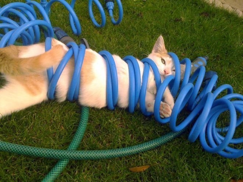 "It's even a shame to remember such a thing!»: shameful moments of naughty cats "It's even a shame to remember such a thing!»: shameful moments of naughty cats