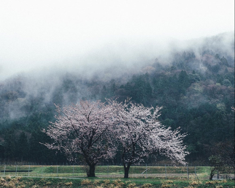 Japanese flavor in Takashi Yasui's street photos