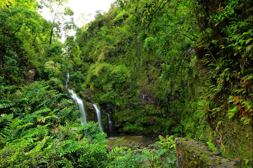 Jardines de Maui Jardines de Maui