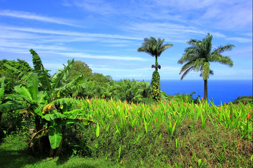 Jardines de Maui Jardines de Maui