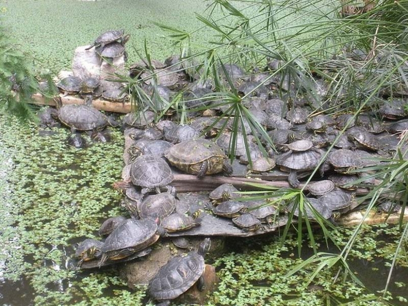 Jardín Botánico en la Estación de Tren de Atocha en Madrid