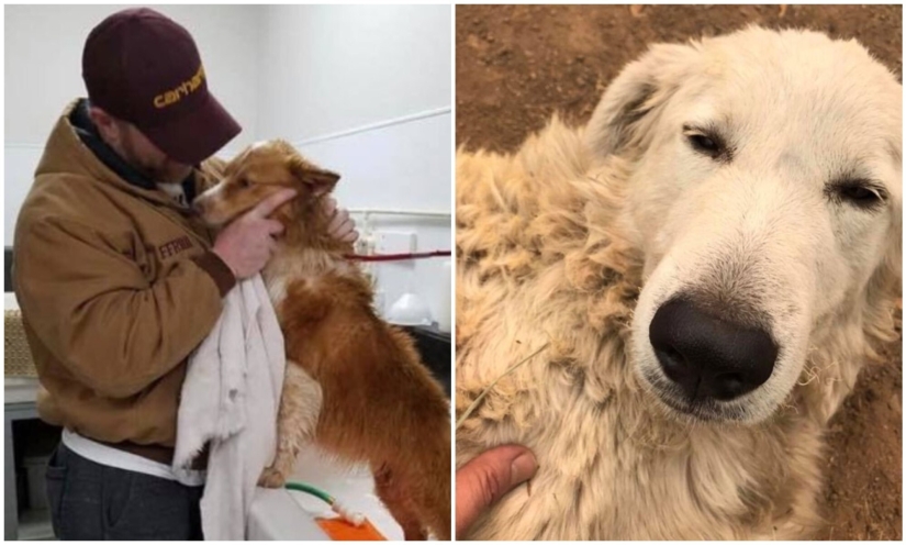 Keep the faith: 20+ touching cases when returned missing dog