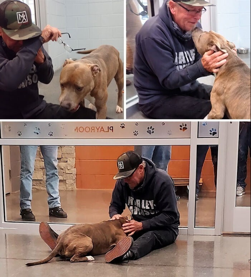 Keep the faith: 20+ touching cases when returned missing dog