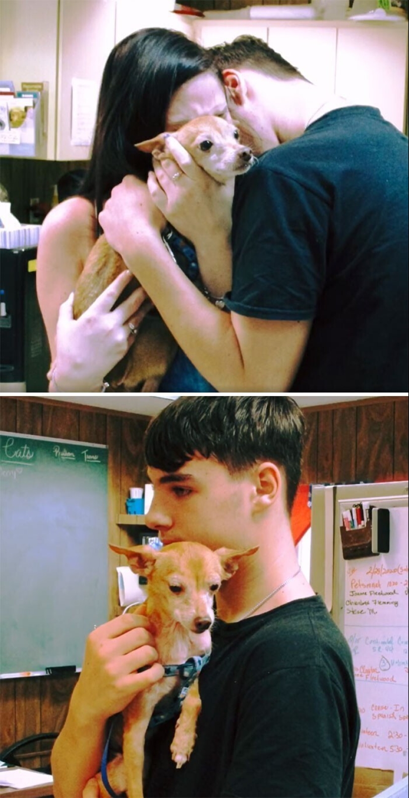 Keep the faith: 20+ touching cases when returned missing dog