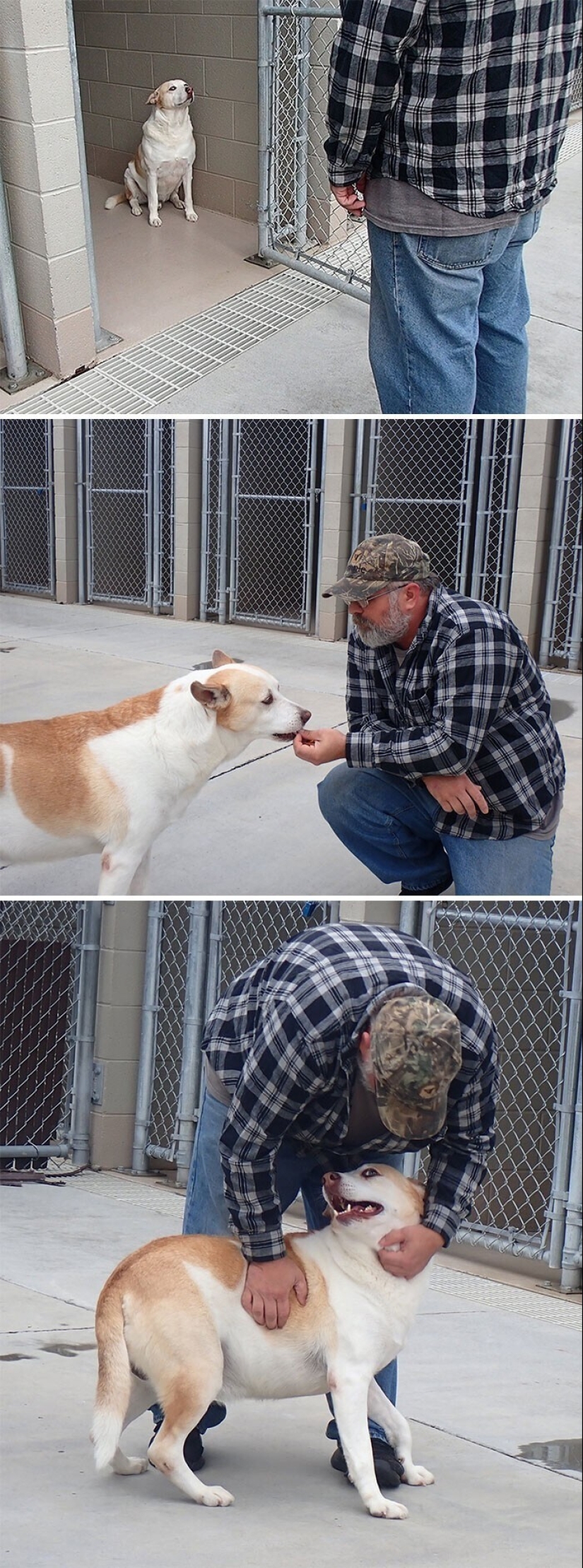 Keep the faith: 20+ touching cases when returned missing dog
