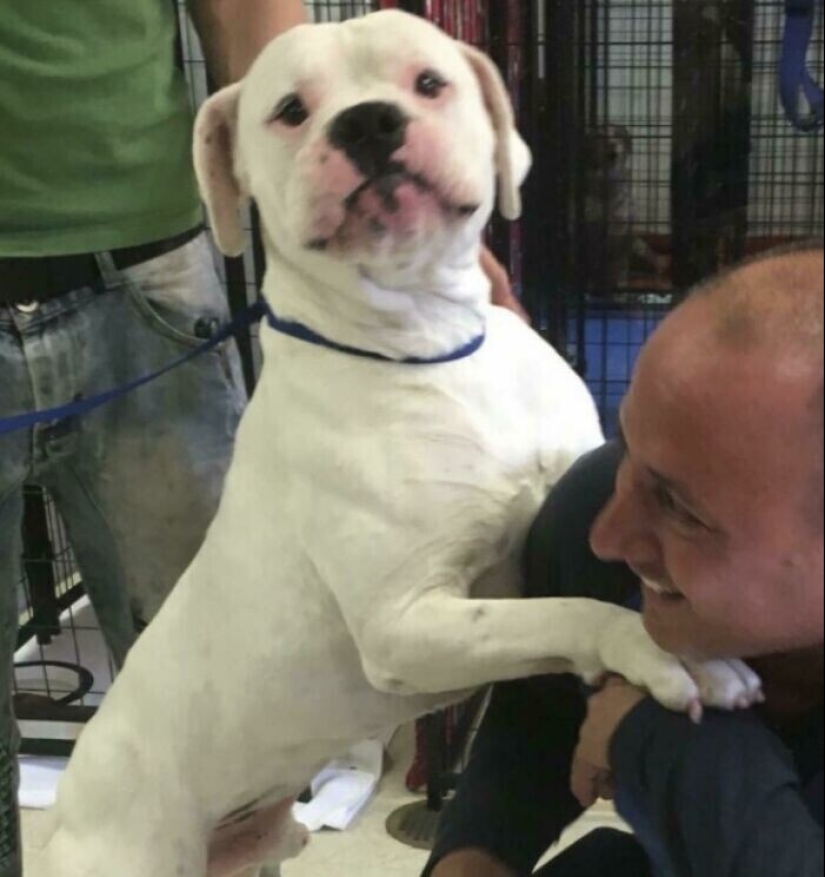 Keep the faith: 20+ touching cases when returned missing dog