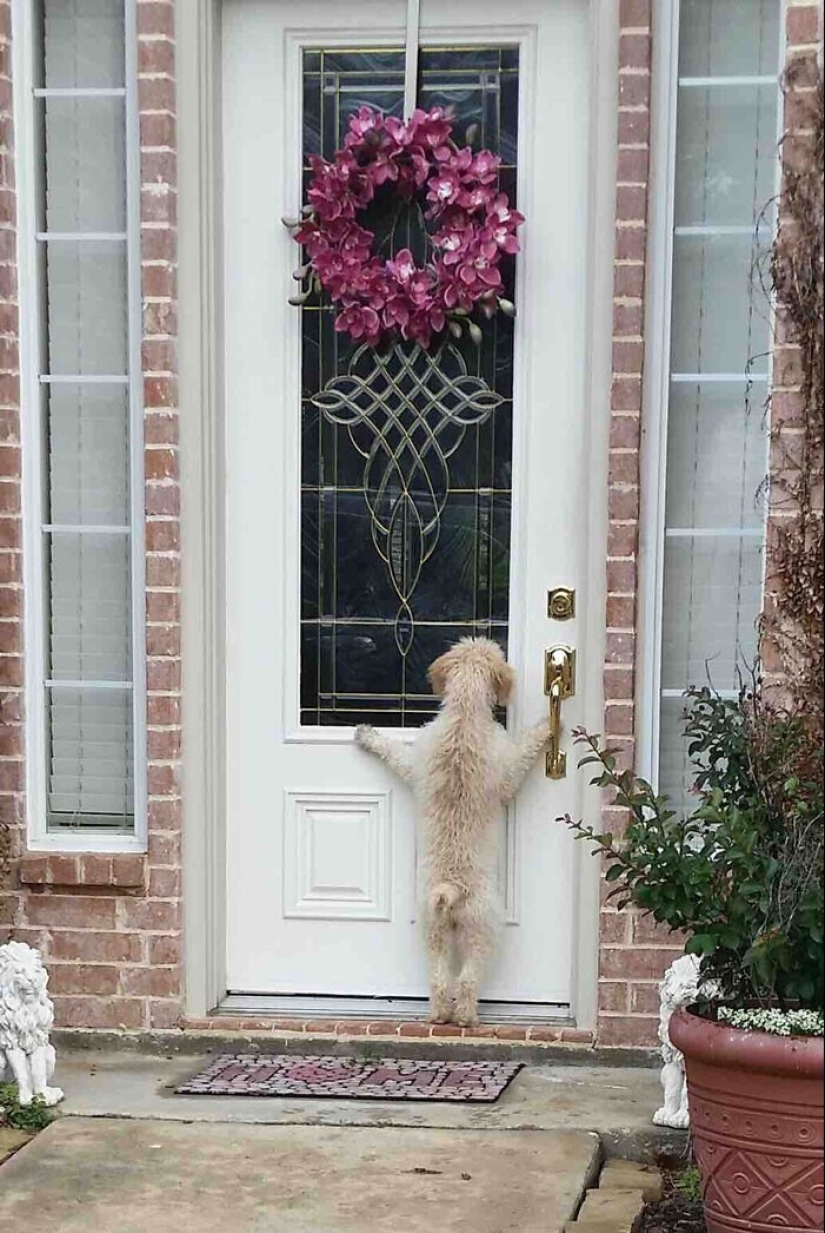 Keep the faith: 20+ touching cases when returned missing dog
