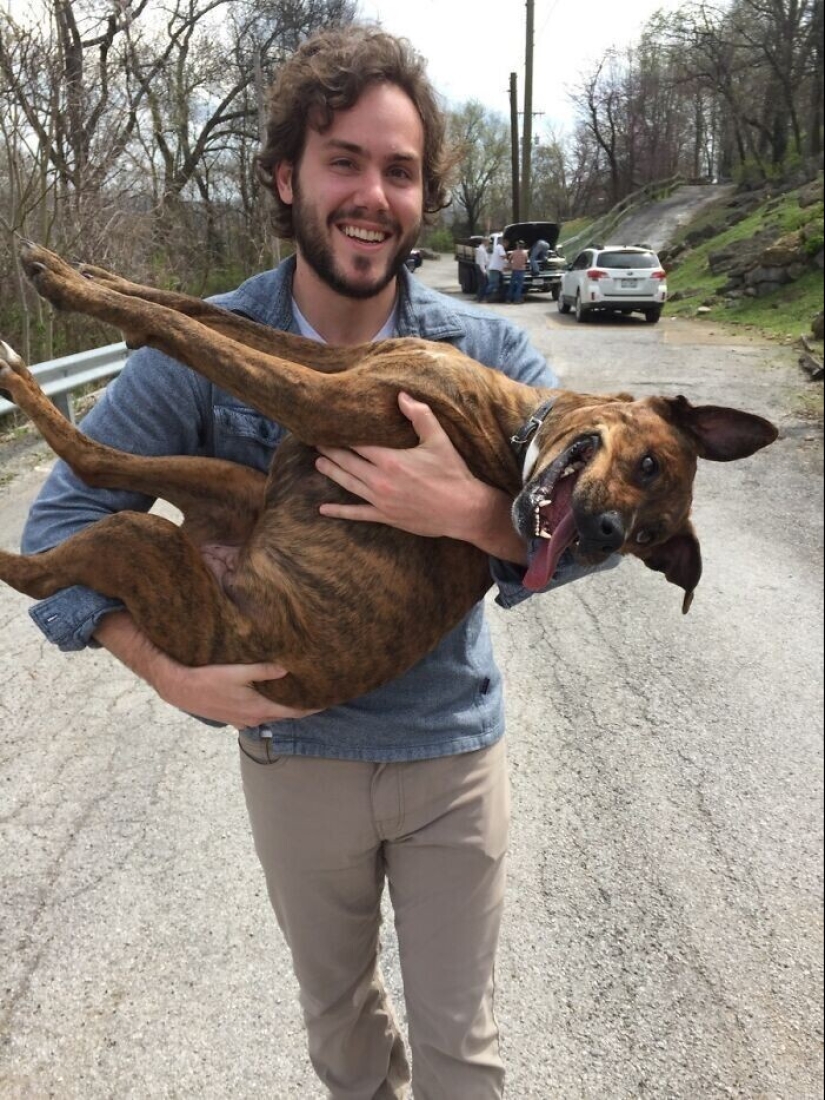 Keep the faith: 20+ touching cases when returned missing dog